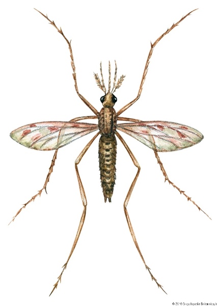 Marsh Mosquitoes