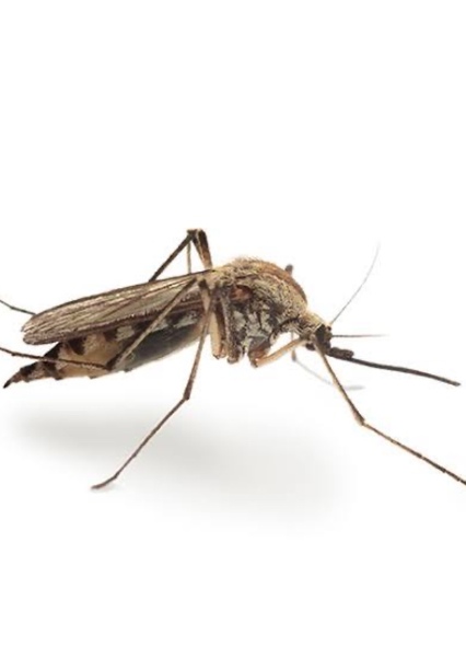Marsh Mosquitoes photo