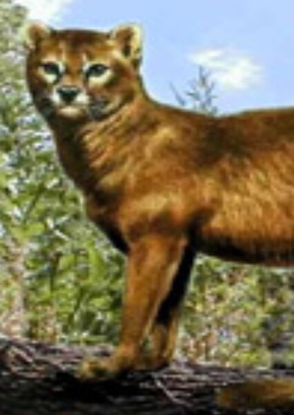 Martelli's Cat