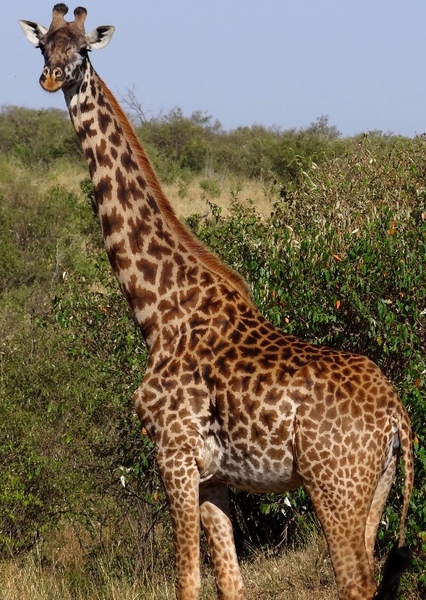 Masai Giraffe