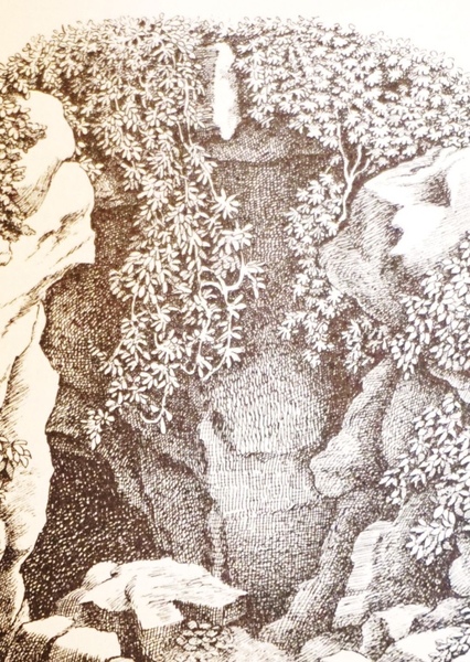 Maurice Sendak