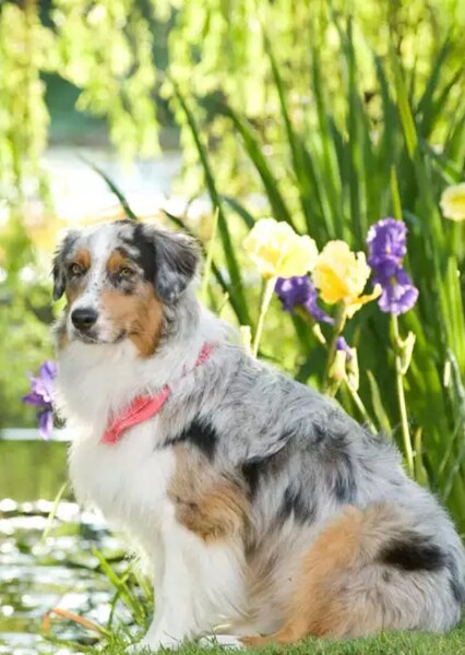 Mazie (Marmaduke)