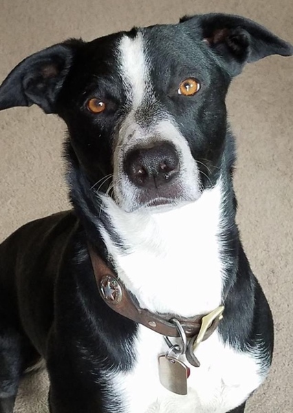 McNab Dog
