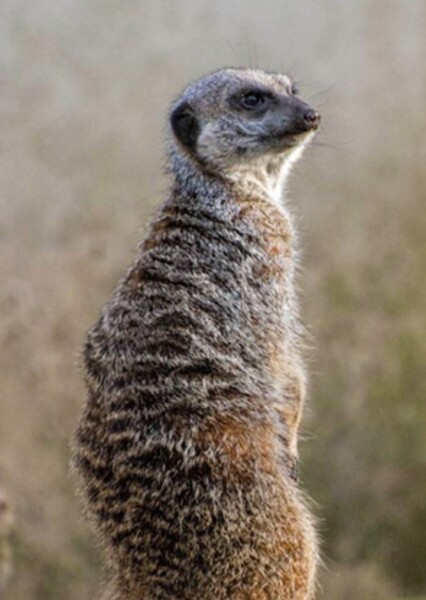 Meerkat photo