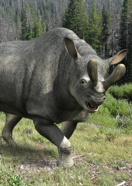 Megacerops photo