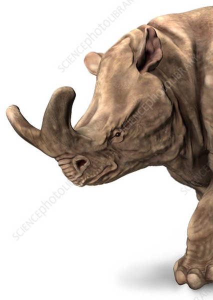 Megacerops photo