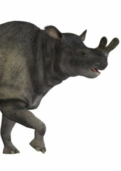 Megacerops photo