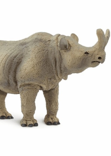 Megacerops photo