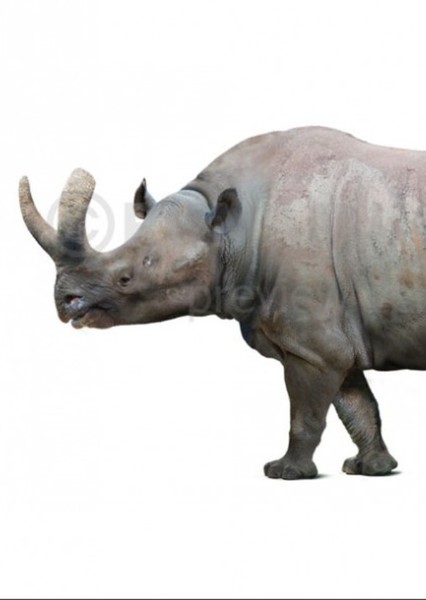 Megacerops photo