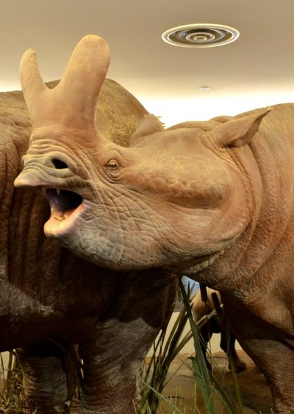 Megacerops photo