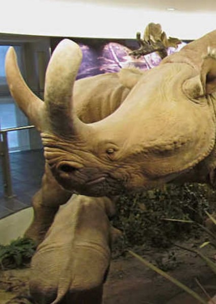 Megacerops photo