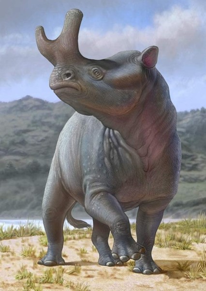Megacerops photo