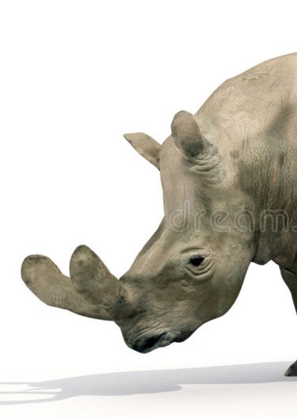 Megacerops photo