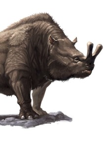 Megacerops
