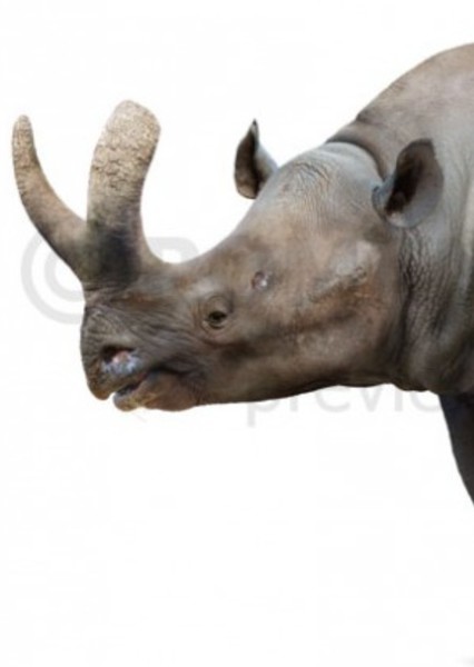Megacerops photo