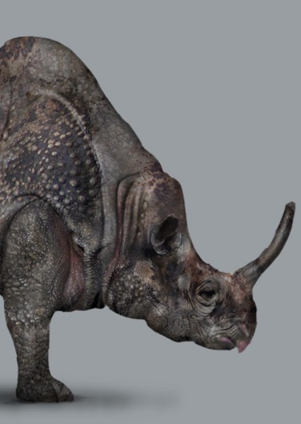 Megacerops photo