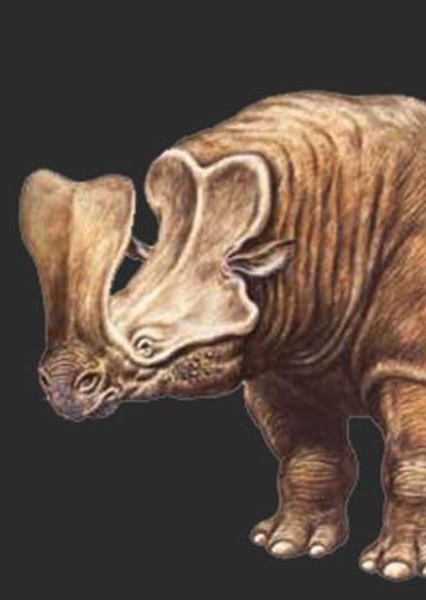 Megacerops photo