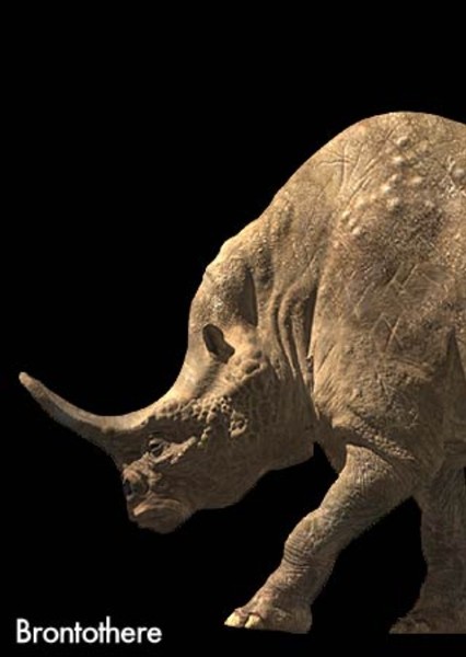 Megacerops photo