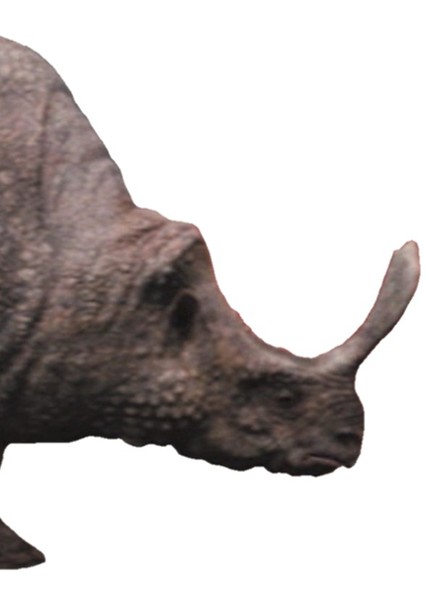 Megacerops photo