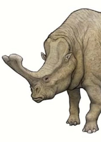 Megacerops photo
