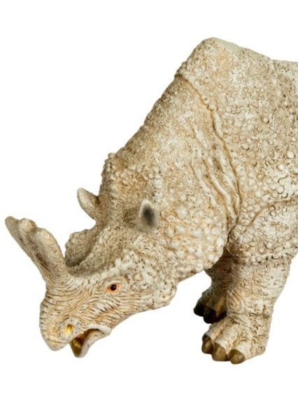 Megacerops photo