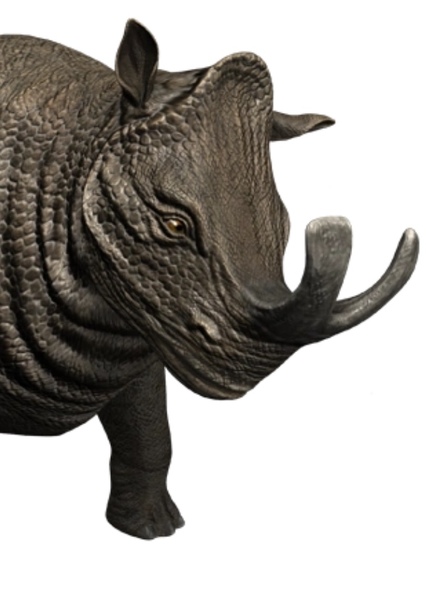 Megacerops photo