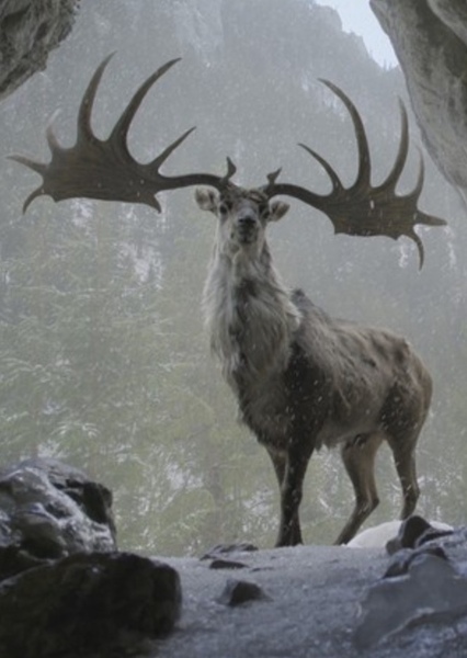 Megaloceros photo
