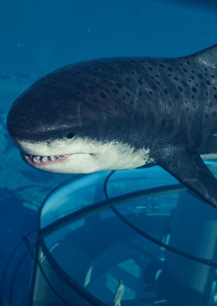 Megalodon photo