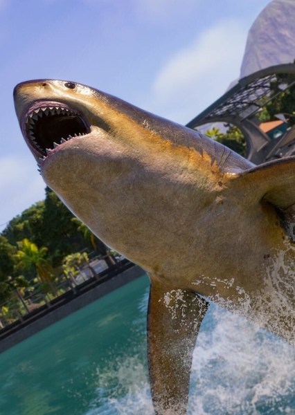 Megalodon photo