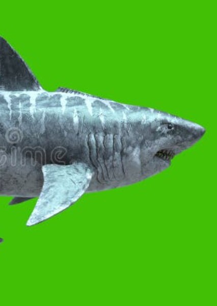 Megalodon photo