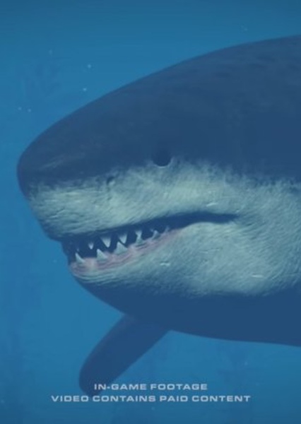Megalodon photo