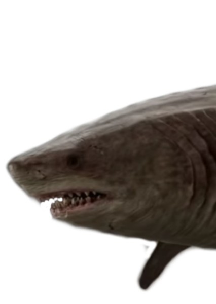 Megalodon photo