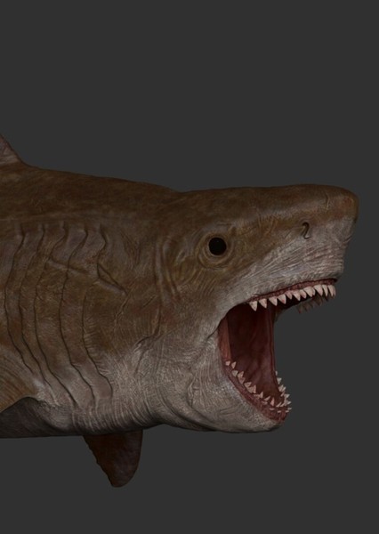 Megalodon photo