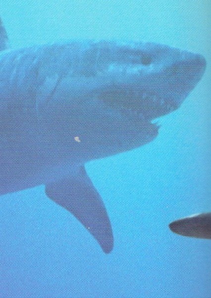 Megalodon photo