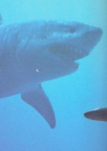 Megalodon (Sea Monsters)
