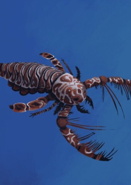 Megalograptus photo