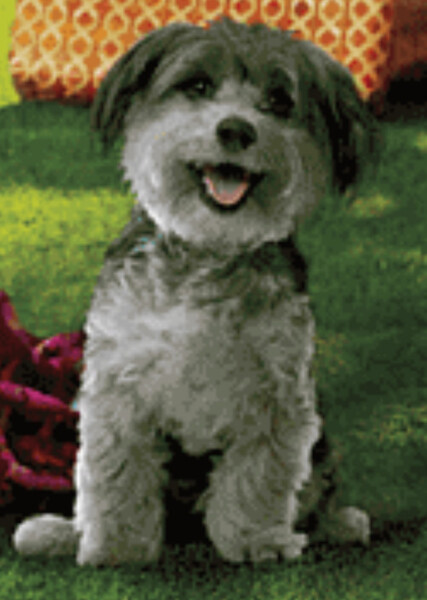 Mele (American Girl)
