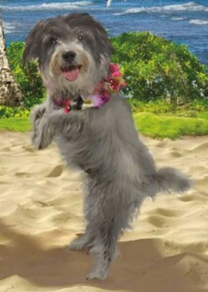 Mele (American Girl)