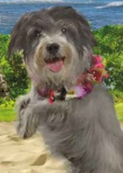 Mele (American Girl) photo