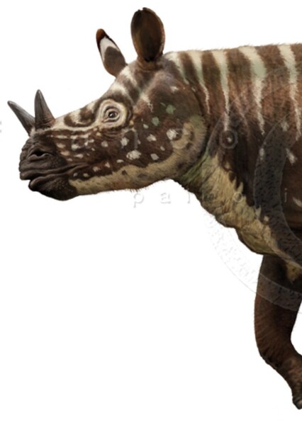 Menoceras