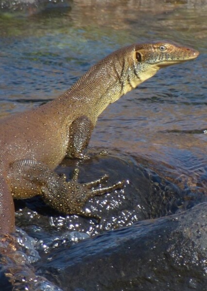 Mertens' Water Monitor