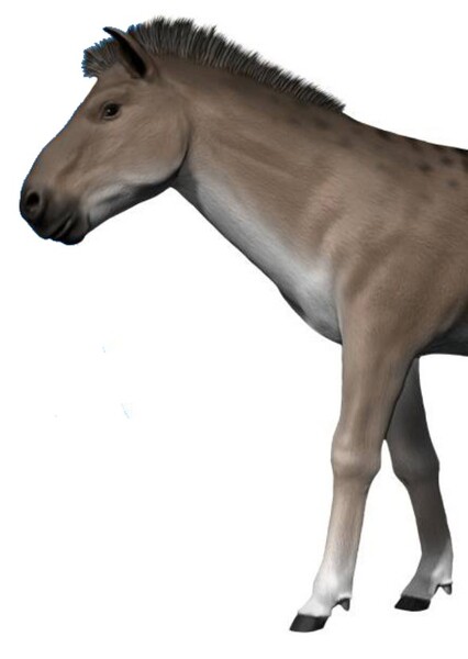 Merychippus photo
