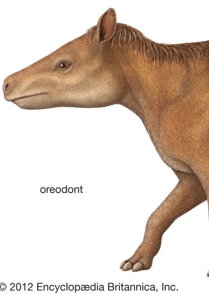 Merycoidodon