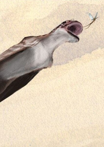 Mesadactylus