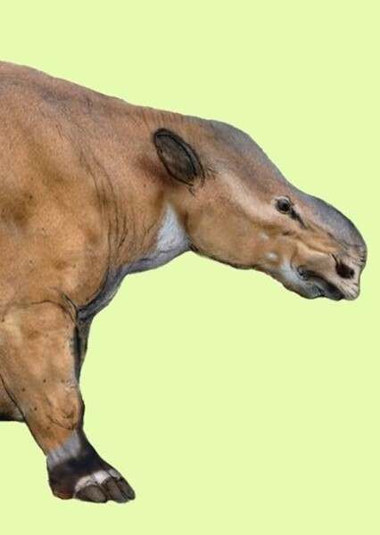 Mesatirhinus