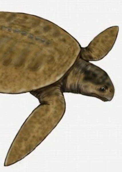 Mesodermochelys