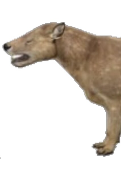 Mesonyx