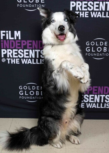 Messi (dog) photo