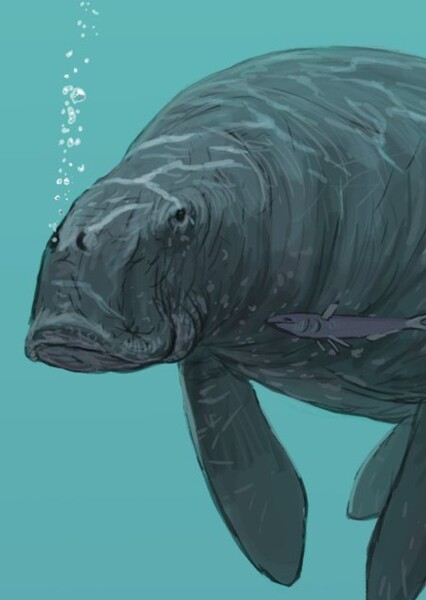 Metaxytherium