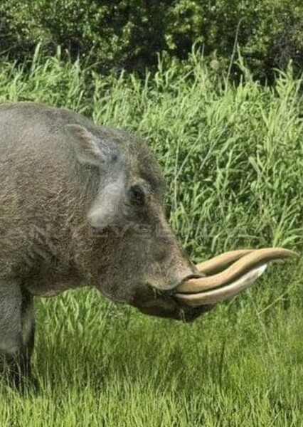 Metridiochoerus photo